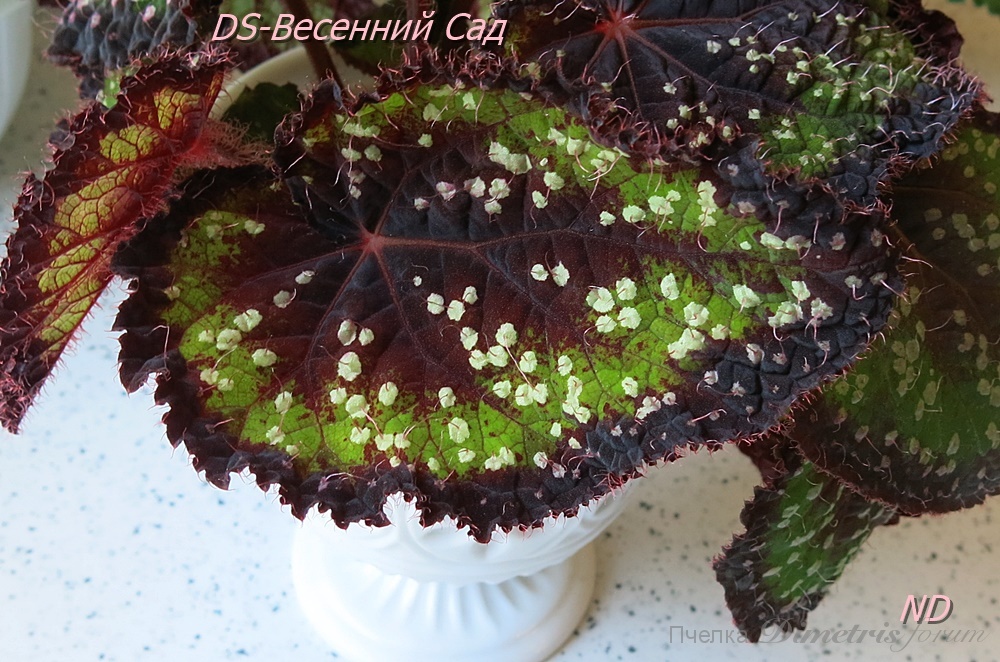 DS-Весенний Сад5.JPG