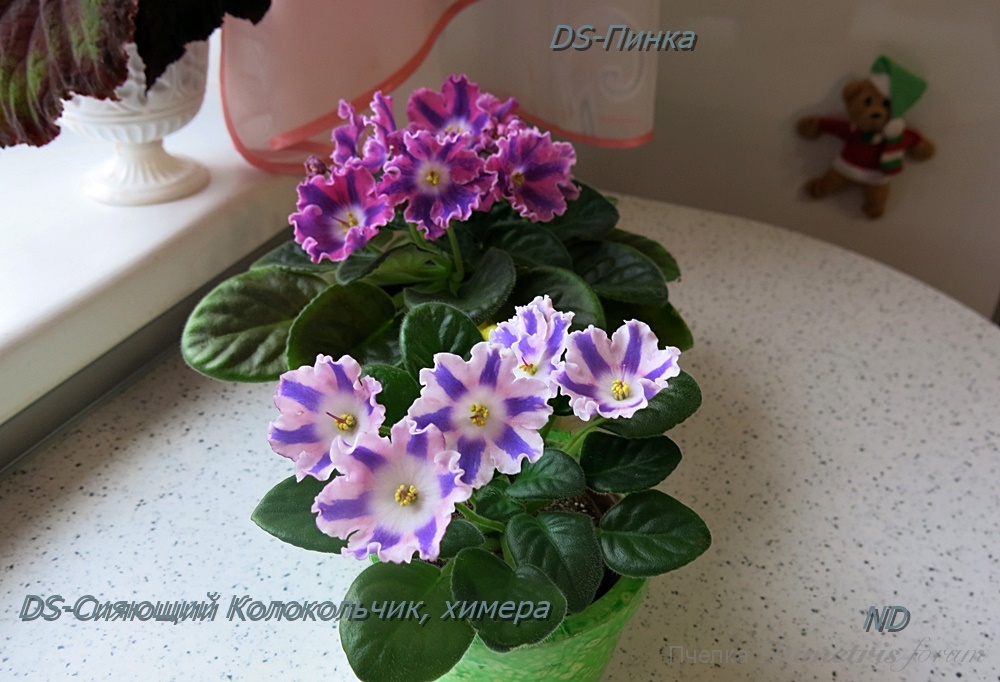 DS-Сияющий Колокольчик, химера2.JPG
