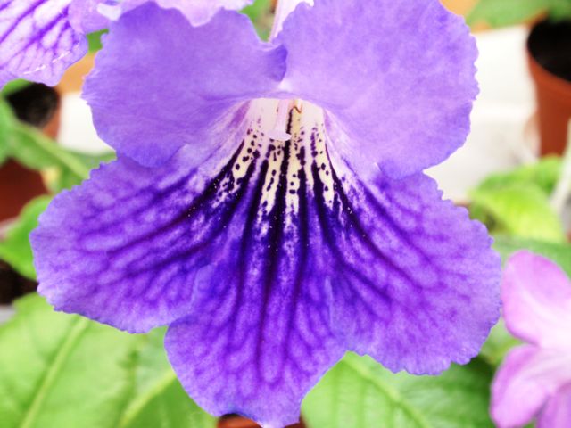 DS- Небесная лазурь.JPG