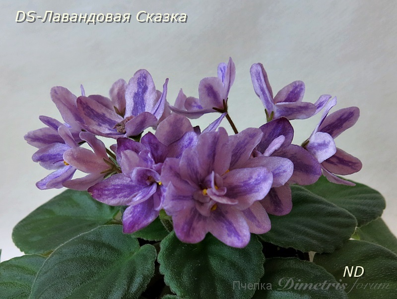DS-Лавандовая Сказка3.JPG