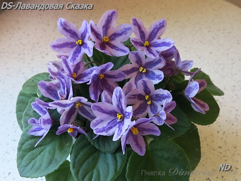 DS-Лавандовая Сказка7.JPG