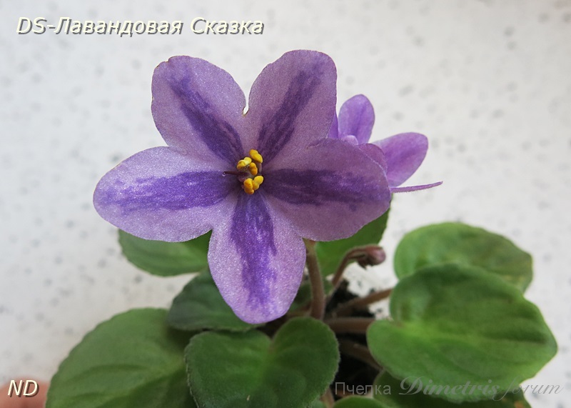 DS-Лавандовая Сказка.JPG