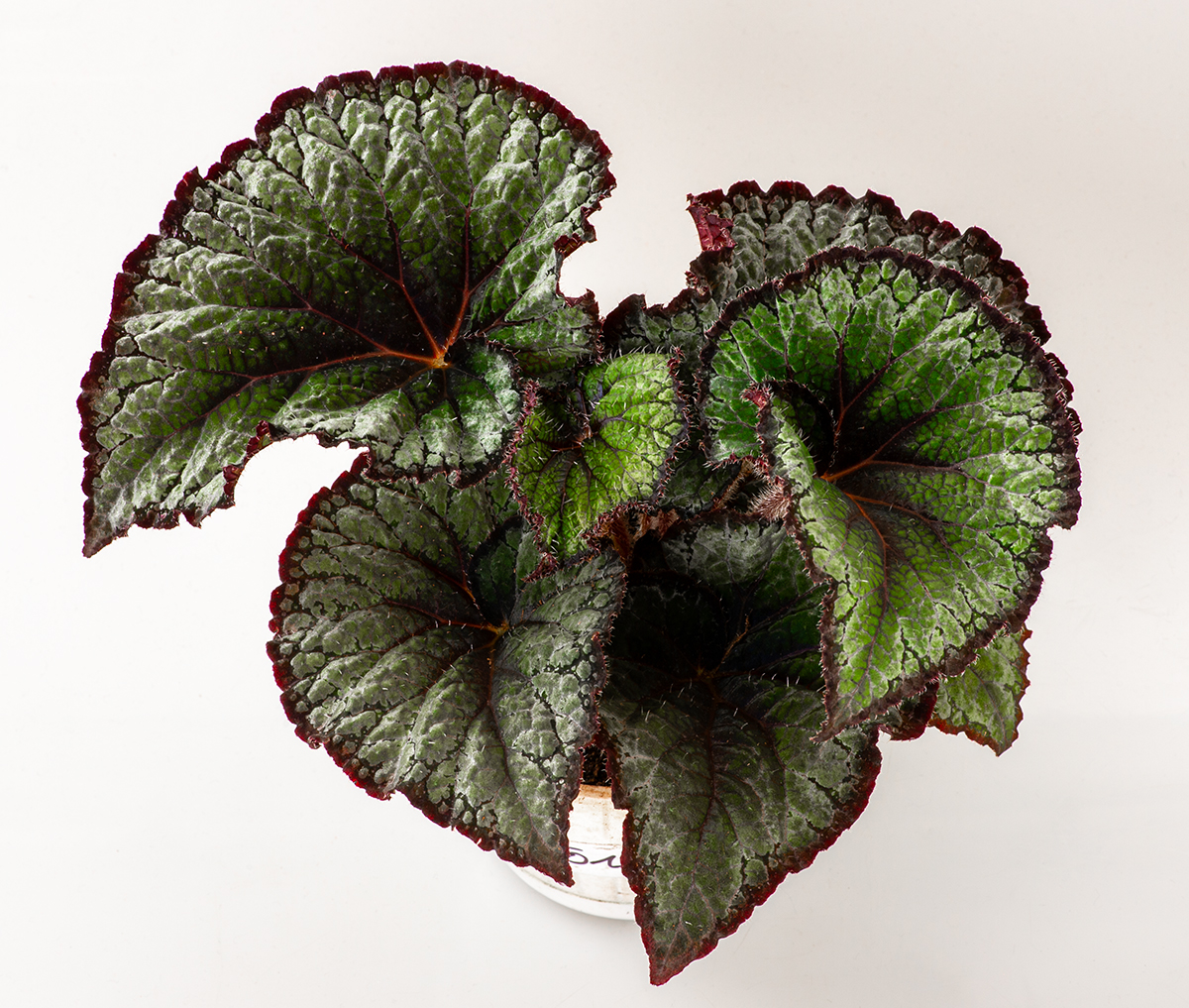 DS-Green Eyes begonia.jpg