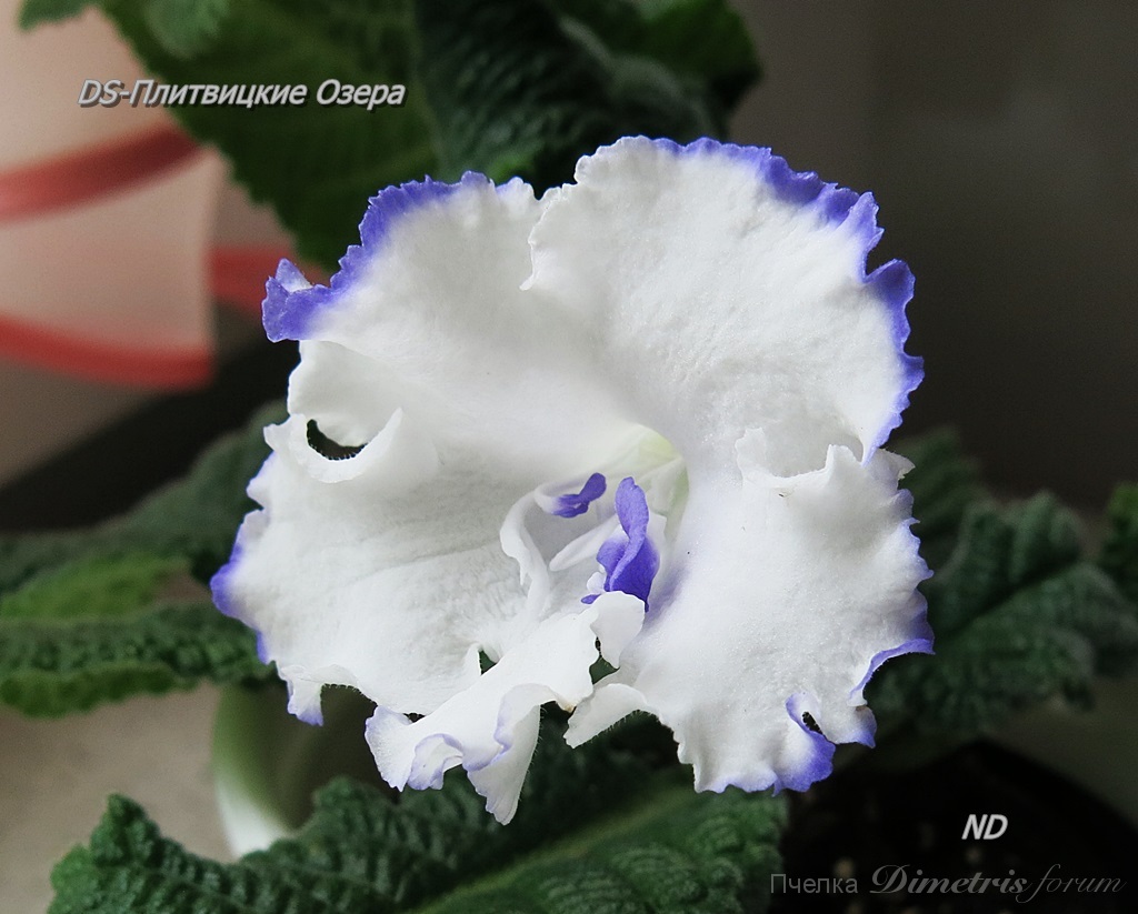 DS-Плитвицкие Озера1.JPG