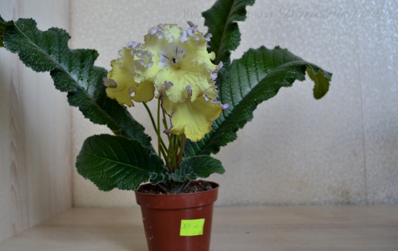 DS-Цыплёнок 1.JPG