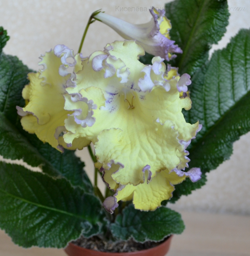 DS-Цыплёнок 2.JPG