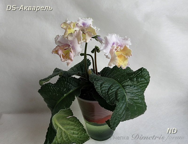 DS-Акварель2.JPG