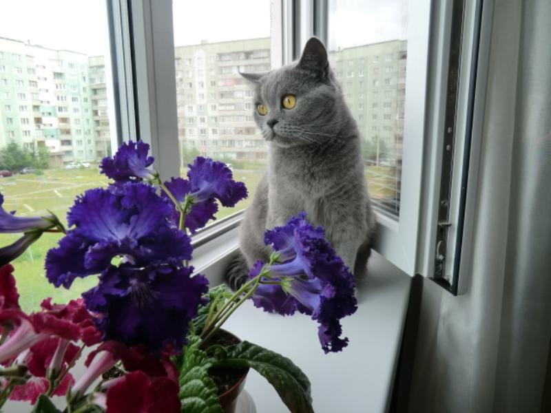 DS-Рюшелье и Рыся 3.JPG