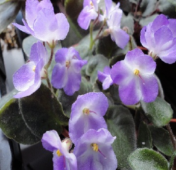 DSC00406 - копия.JPG