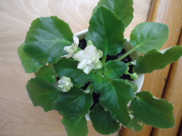 DSC00417.JPG