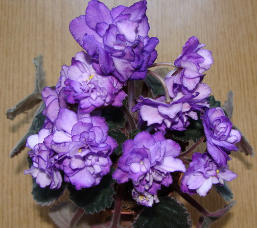 DSC01070.jpg