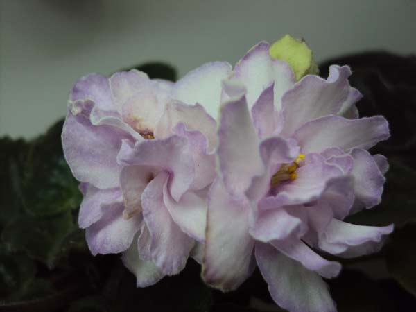 DSC01091.JPG