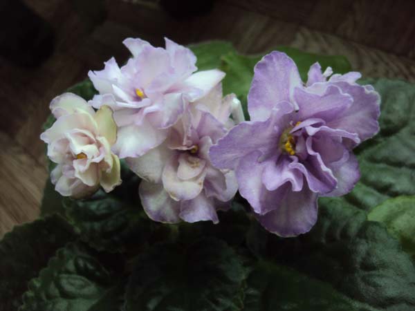 DSC01106.JPG