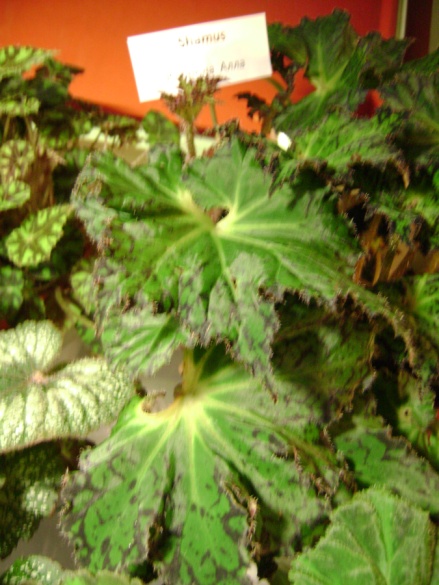 DSC01224.JPG