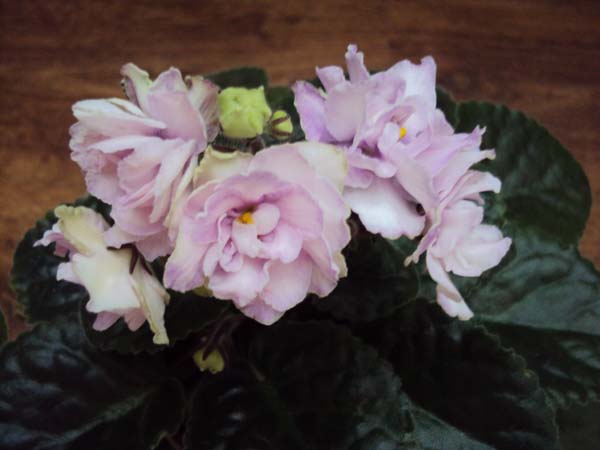 DSC01306.JPG