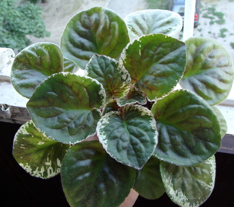 DSC02046.jpg