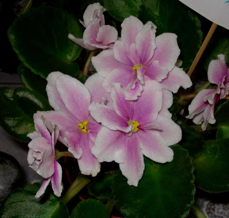 DSC02507.jpg
