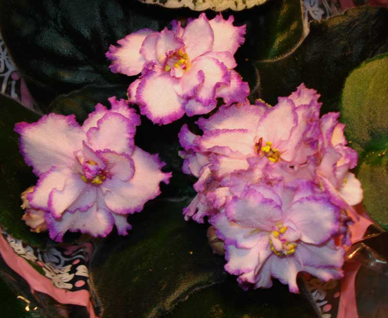 DSC02523.jpg