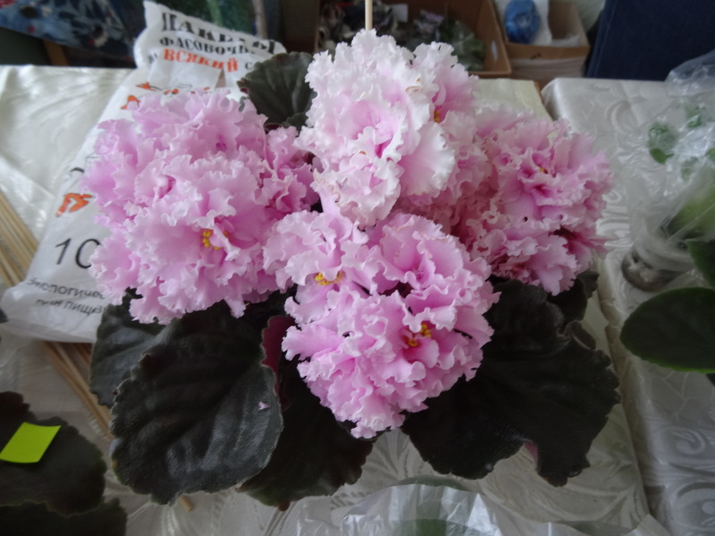 DSC02717.JPG