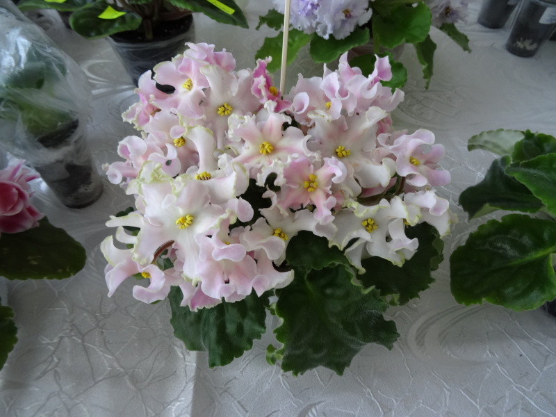 DSC02719.JPG