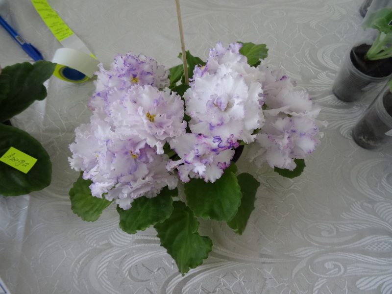 DSC02720.JPG