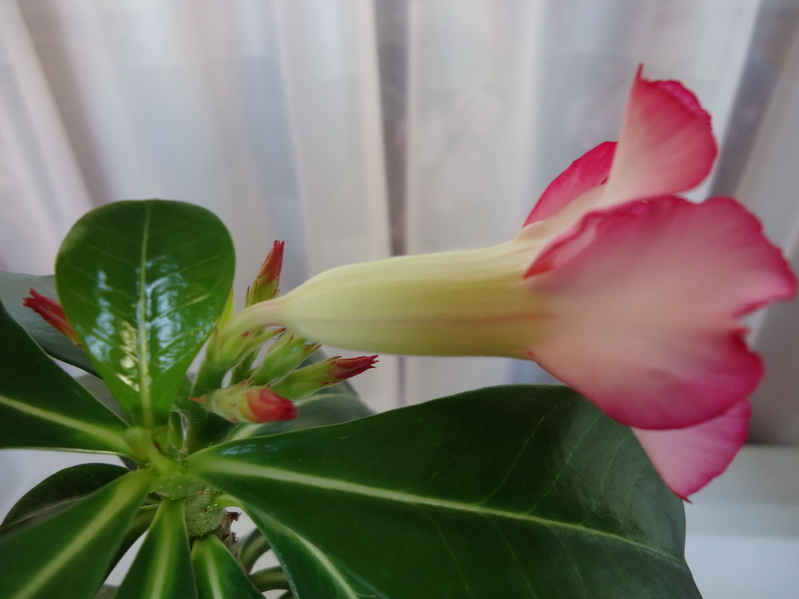 DSC02724.jpg