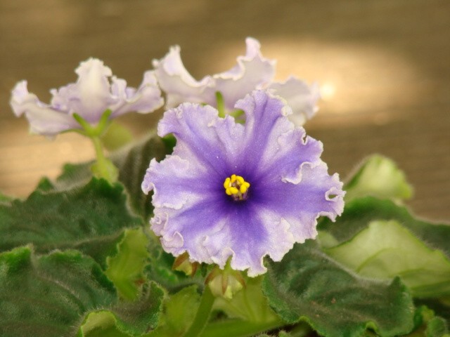 DSC03079_hf.jpg