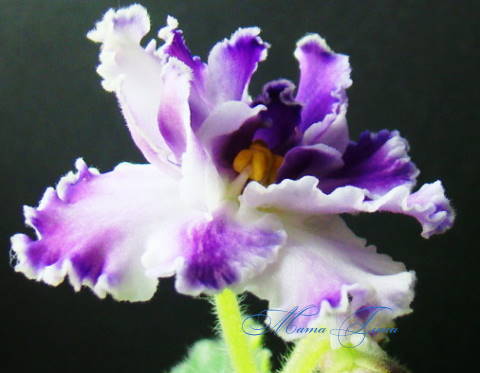 DSC03505.jpg