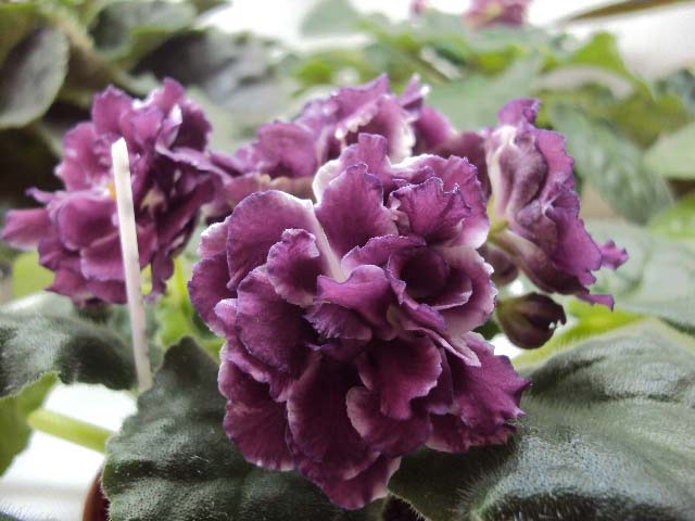 DSC03518.JPG