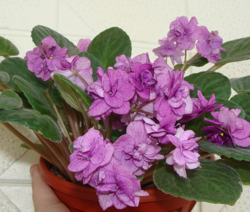 DSC03611.jpg