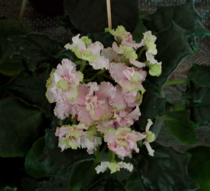 DSC03656.jpg
