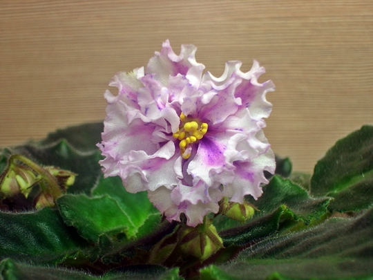 DSC04329а.JPG