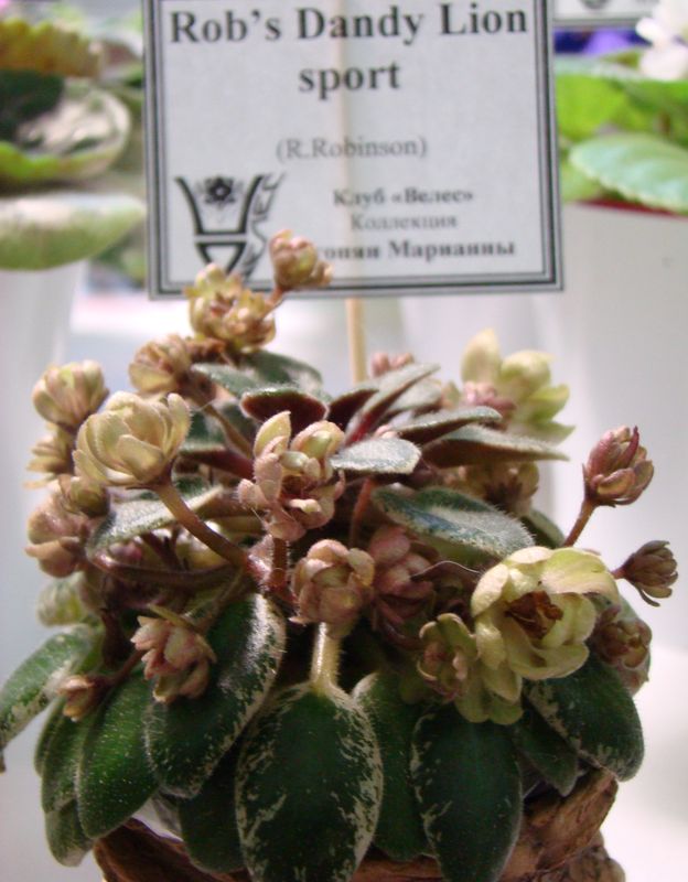 DSC04626.JPG