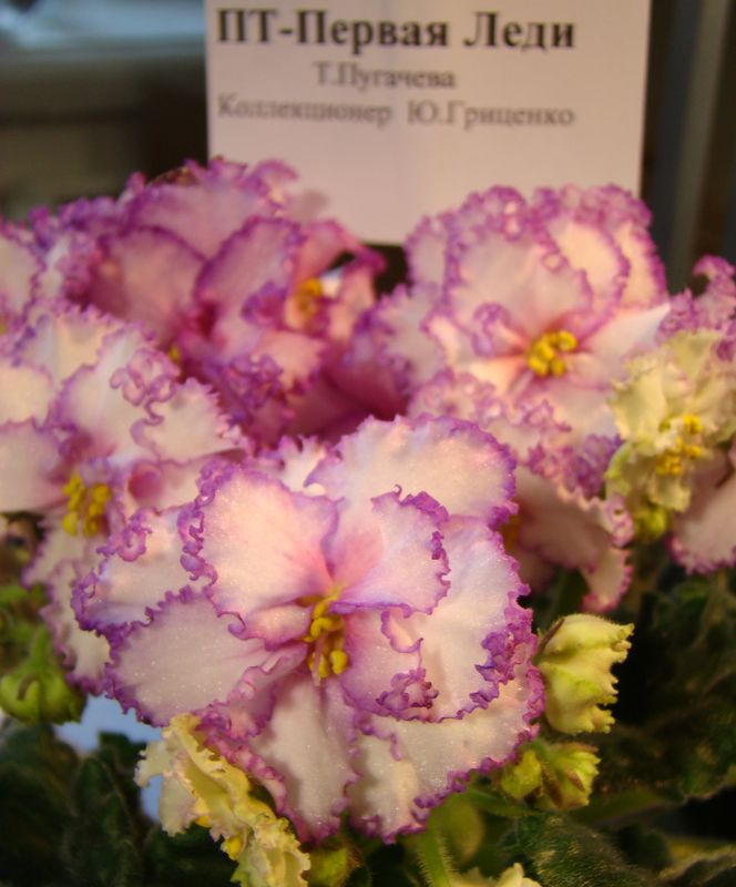 DSC04664_2014-09-19.JPG