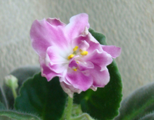 DSC04689.JPG