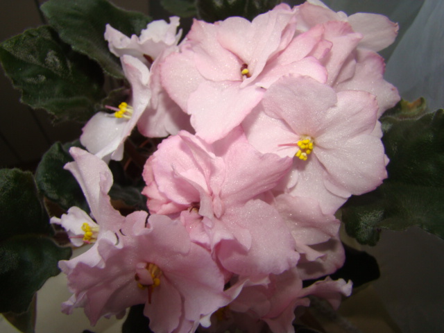 DSC04817.JPG