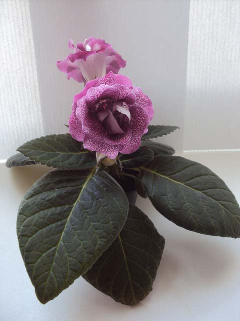 DSC05002.jpg