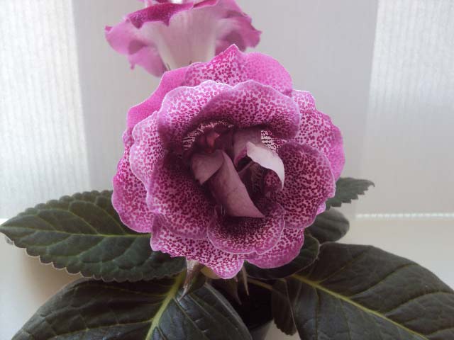 DSC05003.jpg