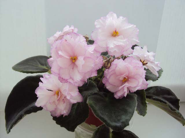 DSC05092.jpg