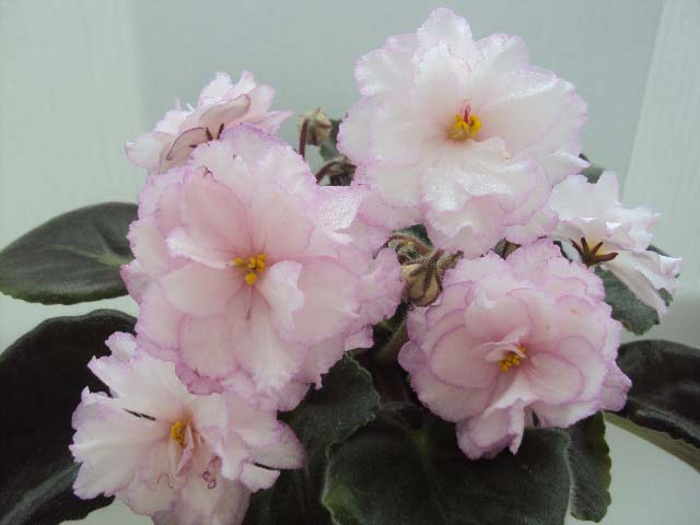 DSC05093.jpg