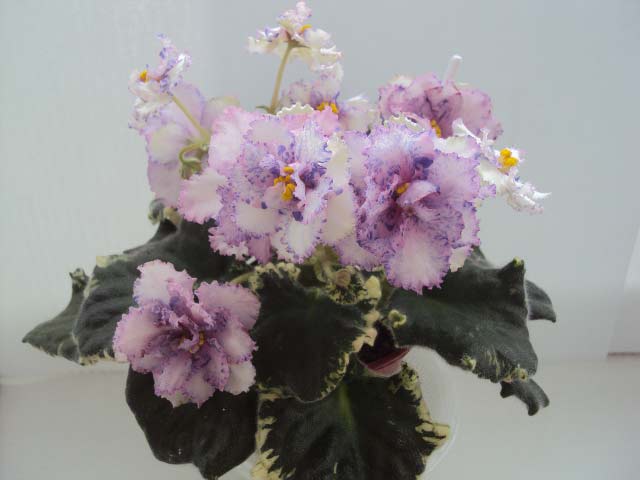 DSC05095.jpg