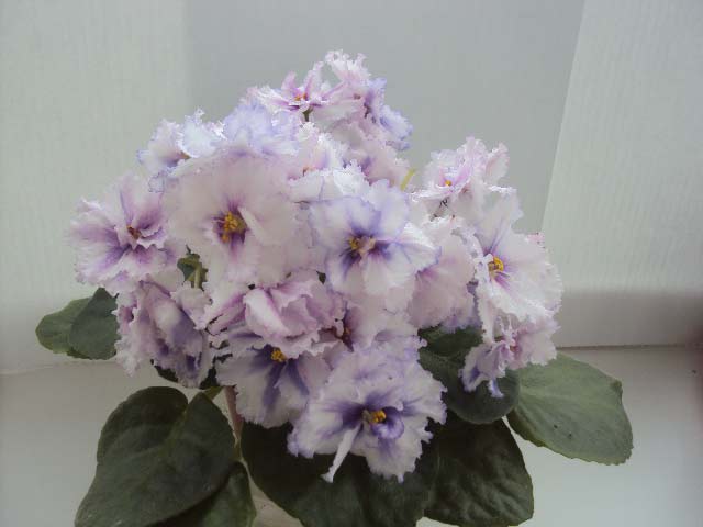 DSC05097.jpg