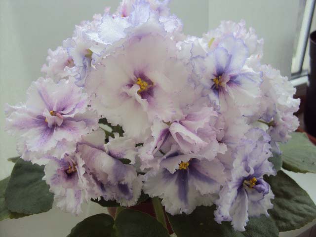 DSC05098.jpg