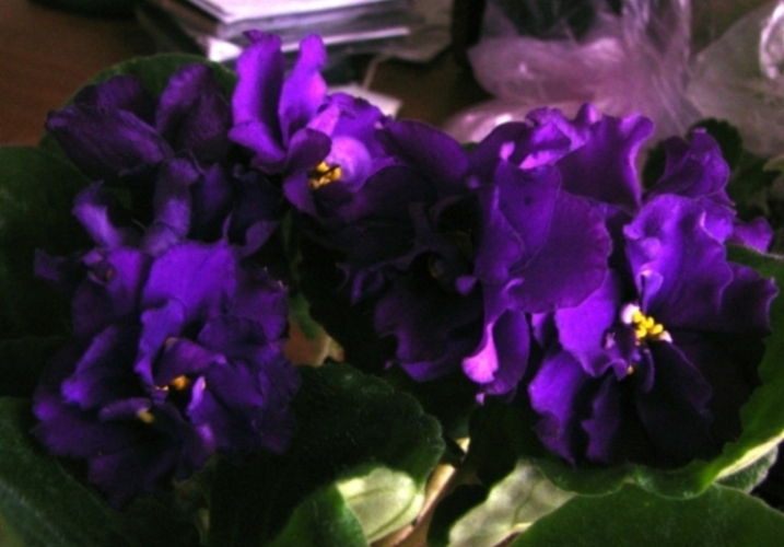 DSC05115.JPG