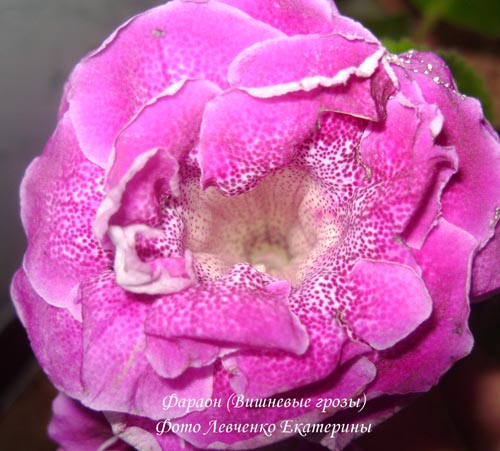 DSC05300.JPG
