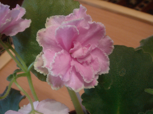 DSC05981.jpg