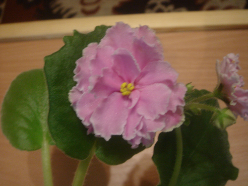 DSC05984.jpg