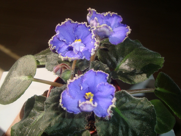 DSC06032.JPG