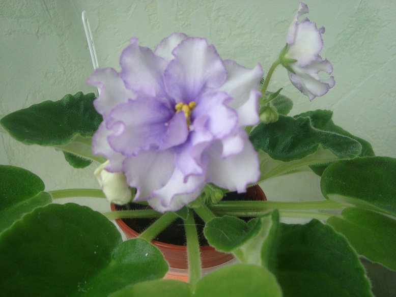 DSC06140.JPG
