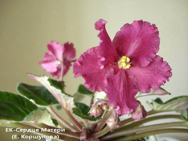 DSC06542.jpg